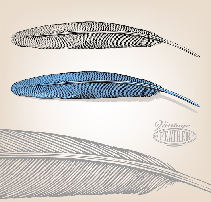 Vector illustration of feather in vintage engraving style