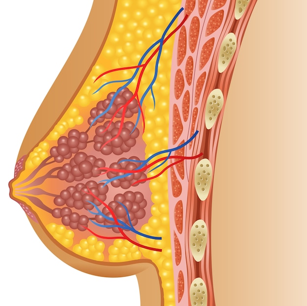 Illustrazione dell'anatomia del seno femminile