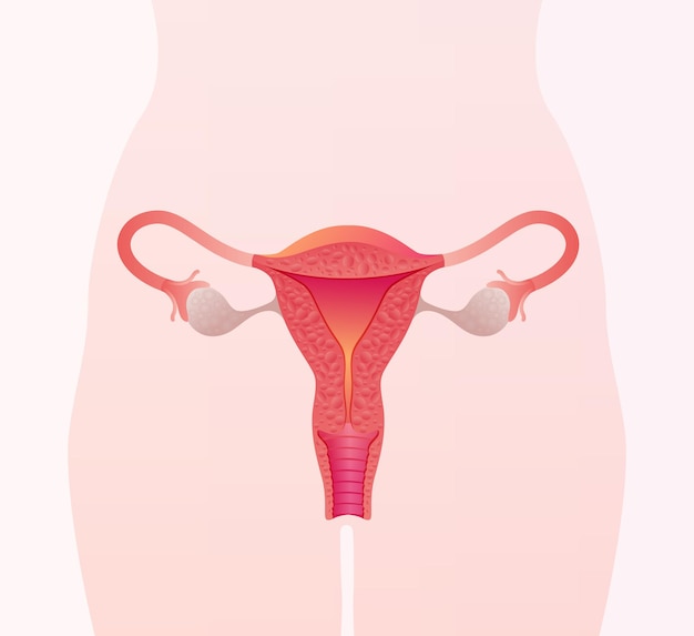 Illustration of female reproductive system Human anatomy