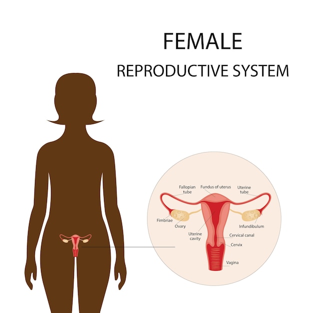 Illustration of the female reproductive system human anatomy