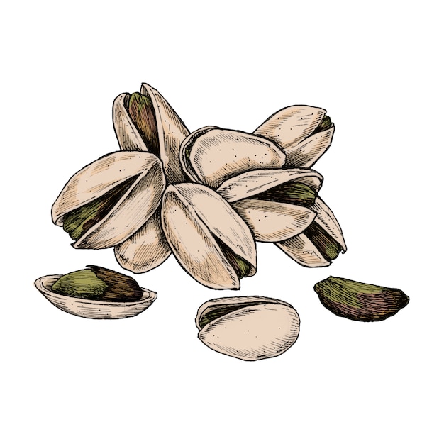 Vector illustration of a few pistachio nuts