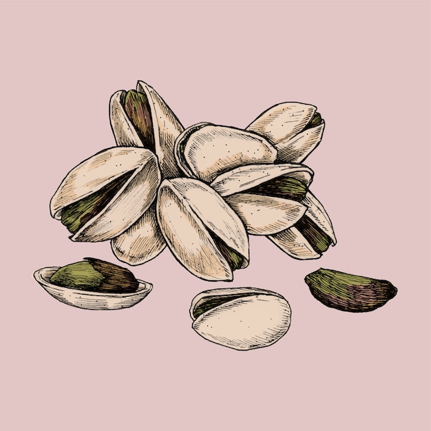 Vector illustration of a few pistachio nuts