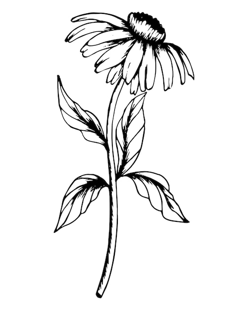 Illustration of flowers handdrawn echinacea Black and white line drawing