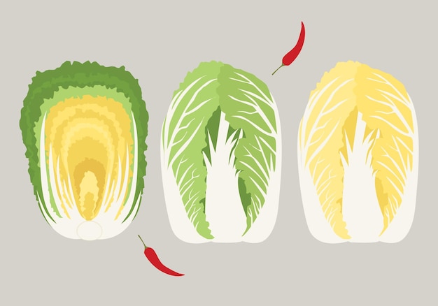 illustration of food ingredients