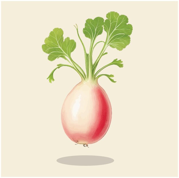 Vector illustration of a french radish 03