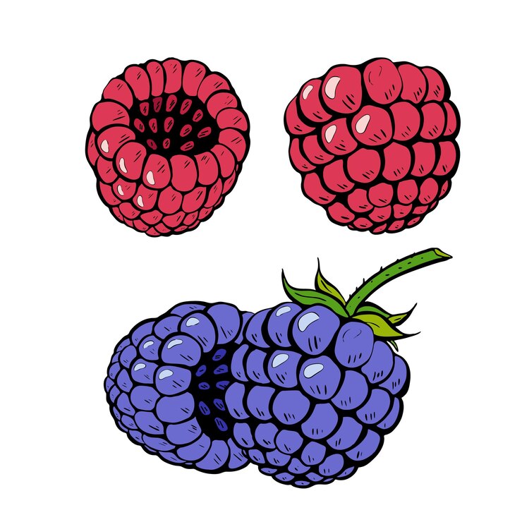 Vector an illustration of fresh berries featuring delicious raspberries and flavorful blackberries vector