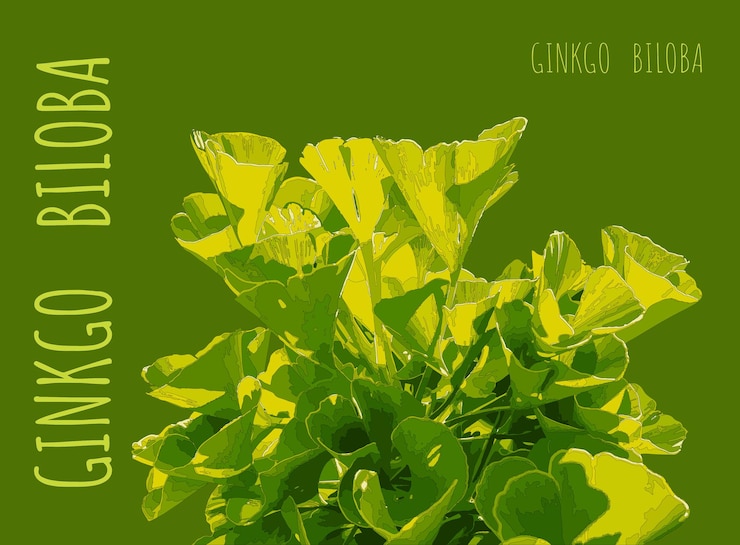 Vector illustration of fresh bright green ginkgo biloba leaves branch of a ginkgo tree
