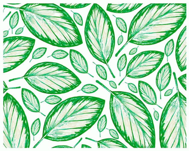 Illustration of Fresh Calathea Picturata Leaves pattern