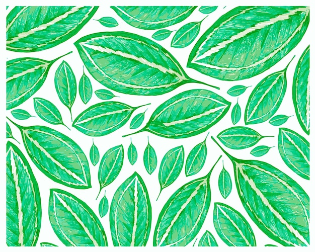 신선한 Catatheaium 바이 컬러 잎 패턴의 그림