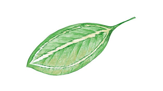 Иллюстрация свежих двухцветных листьев кататеи на белом