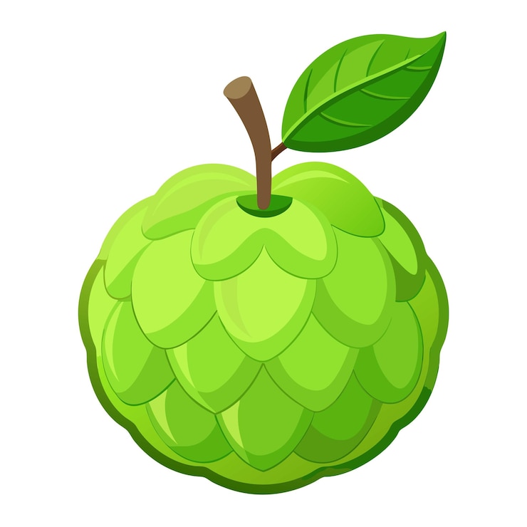 वेक्टर illustration of a fresh custard apple