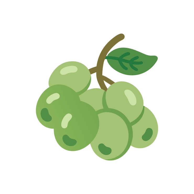 Vector illustration of fresh fruit concept