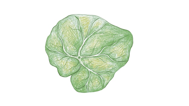 Illustration of Fresh Green Begonia Leaves on White 