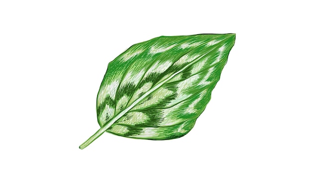 Illustration of Fresh Kaempferia Elegans Leaves on White 