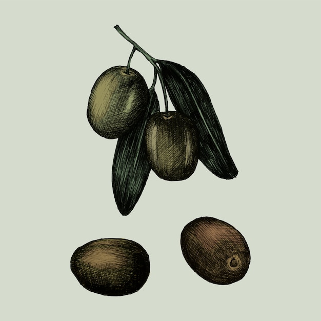 Vettore illustrazione di olive fresche su un ramo