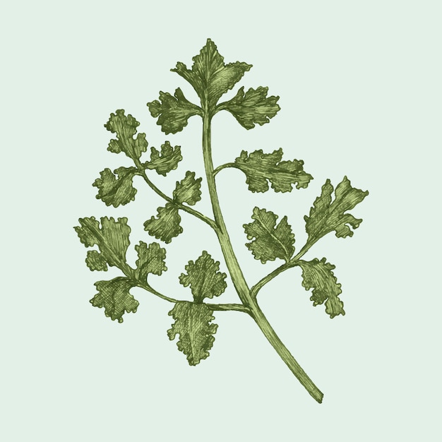 Vector illustration of fresh parsley vector