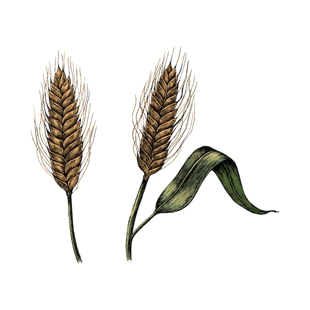 Vector illustration of fresh wheat crops