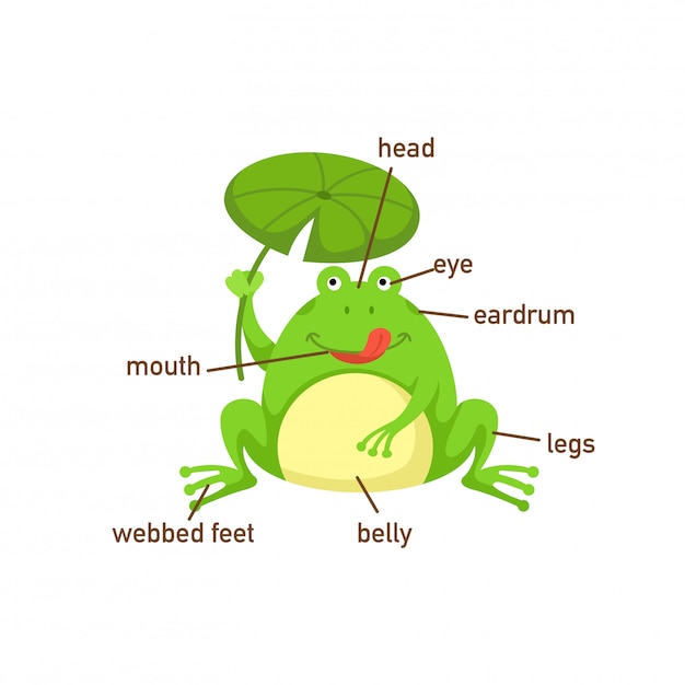 Illustration of frog vocabulary part of body.vector