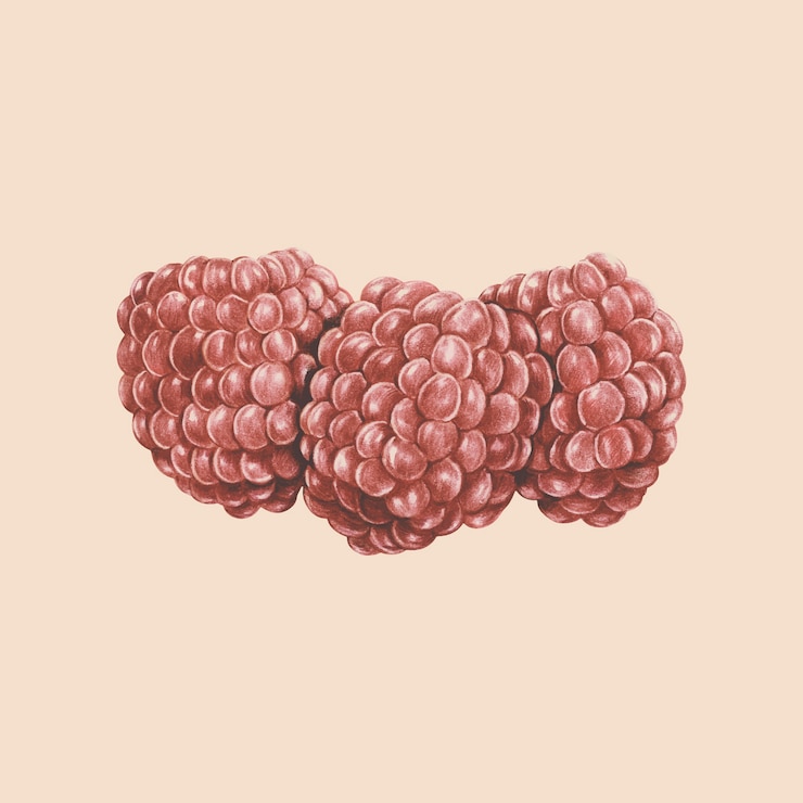 Vector illustration of fruit watercolor style