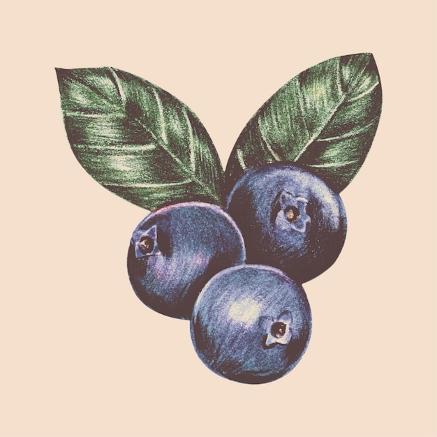 Illustration of fruit watercolor style