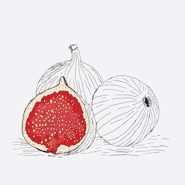 illustration of fruits on a white background