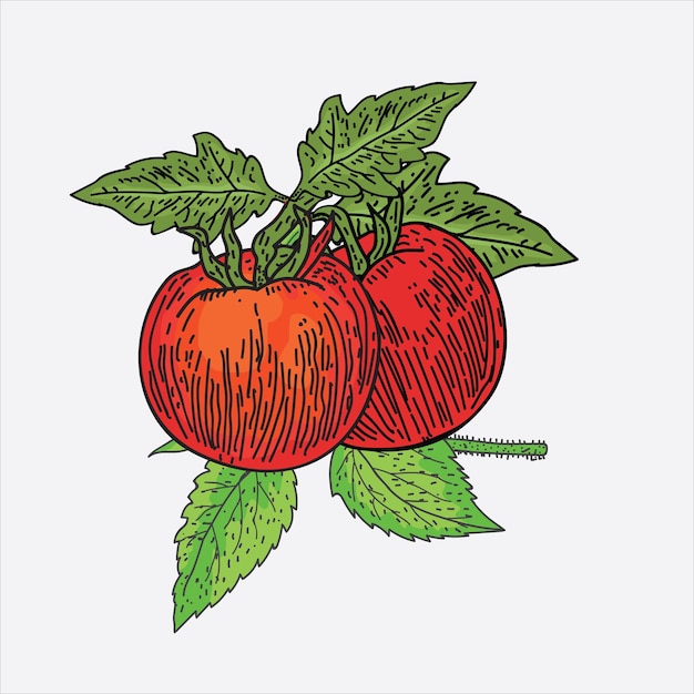 Illustrazione di frutta su sfondo bianco