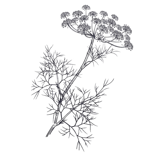 Vector illustration of garden fragrant herbs. dill.