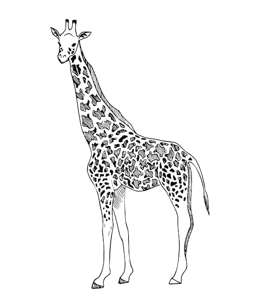 Illustration in giraffe Art Ink Style