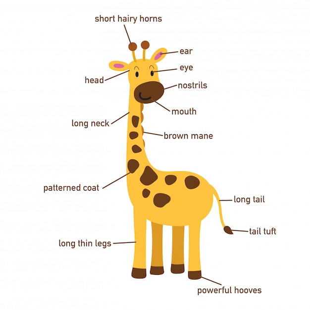 Vector illustration of giraffe vocabulary part of body.vector