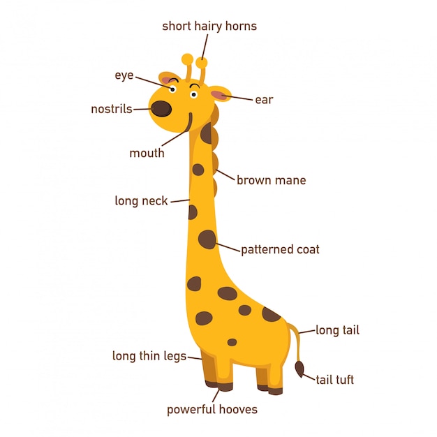 Illustrazione della parte di vocabolario della giraffa di body.vector