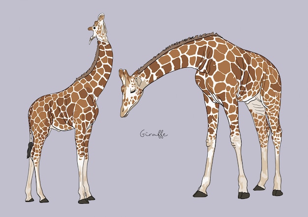 Vector illustration of giraffe