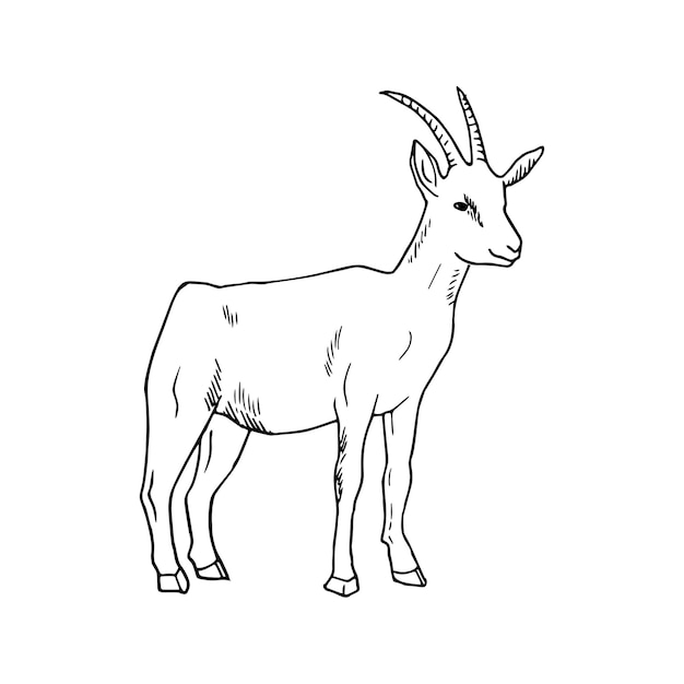 Vector illustration in goat art ink style