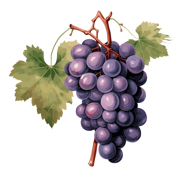 Иллюстрация изолированного винограда на белом фоне