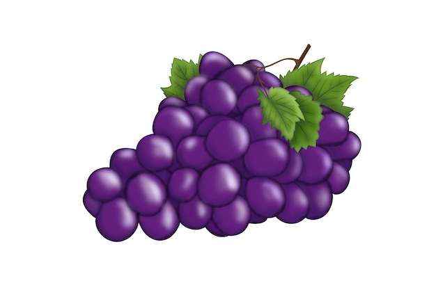 Illustration of grapes