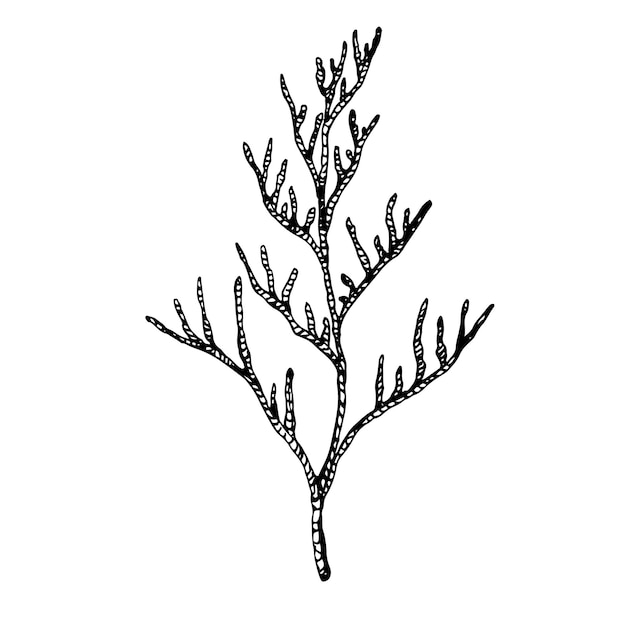 Illustration graphic seaweed isolated on white background Hand drawing translated into vector