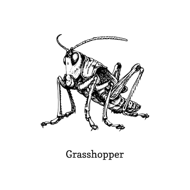 Illustration of a Grasshopper. Drawn insect in engraving style. Sketch in vector.