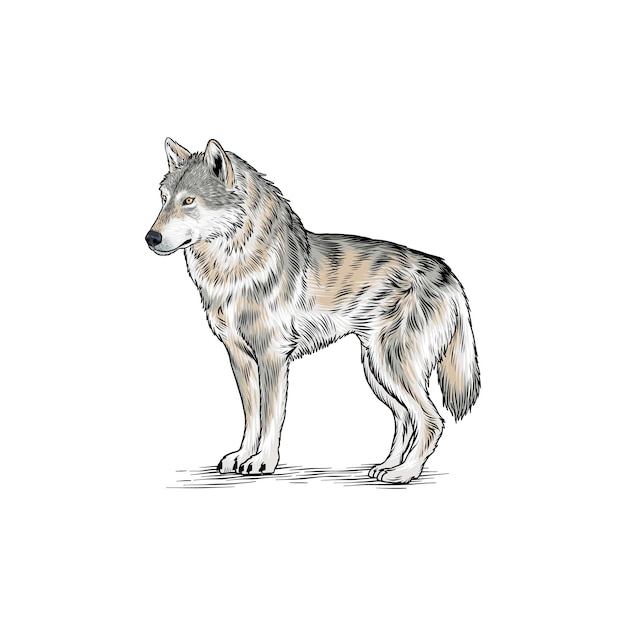 Vector illustration of a gray wolf side view