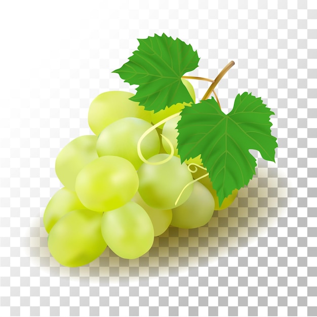 Vettore illustrazione frutta uva verde