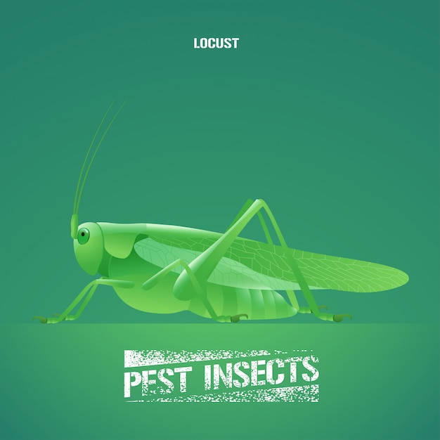 Illustration of green insect acrididae (locust, grasshopper)