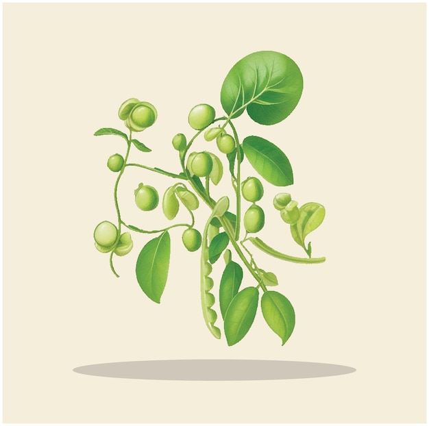 Vector illustration of a green pea 01