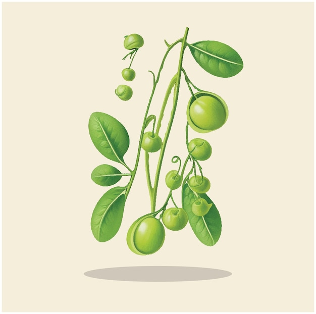 Vector illustration of a green pea 03