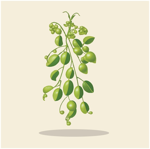 Vector illustration of a green pea 06