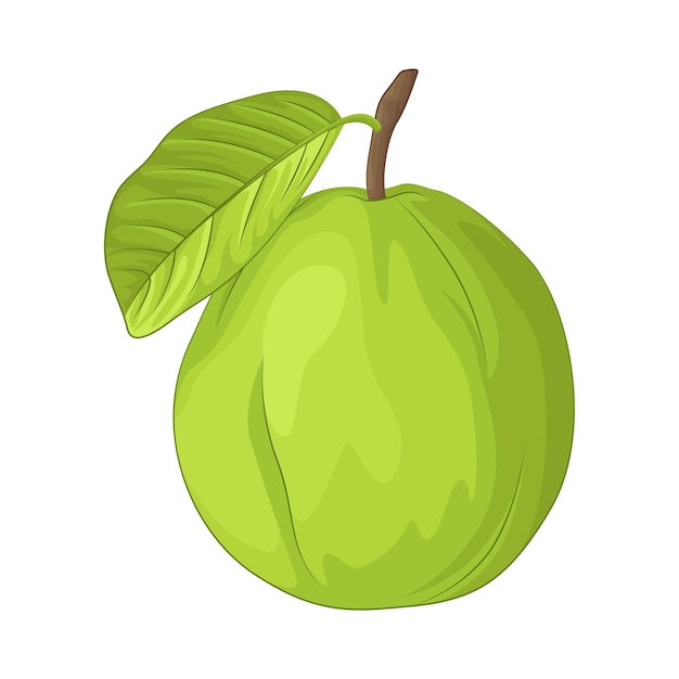 Vector illustration of guava