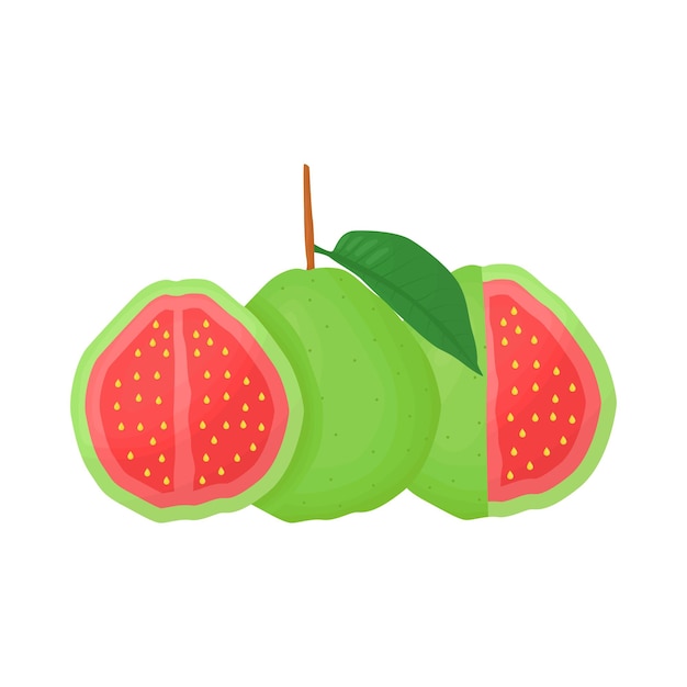 Illustration of guava