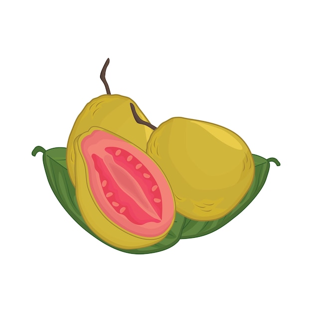 Illustration of guava