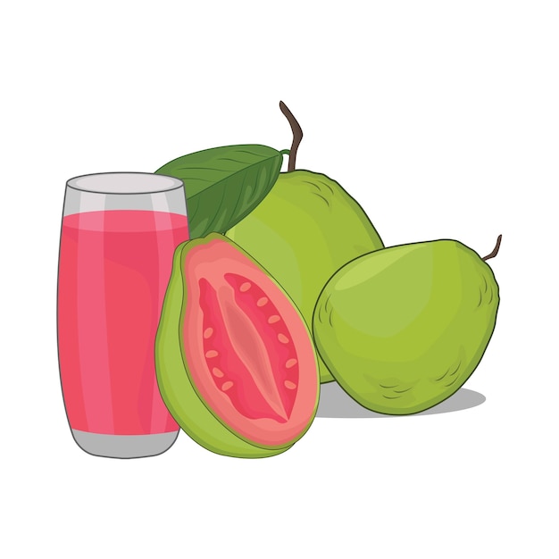 illustration of guava