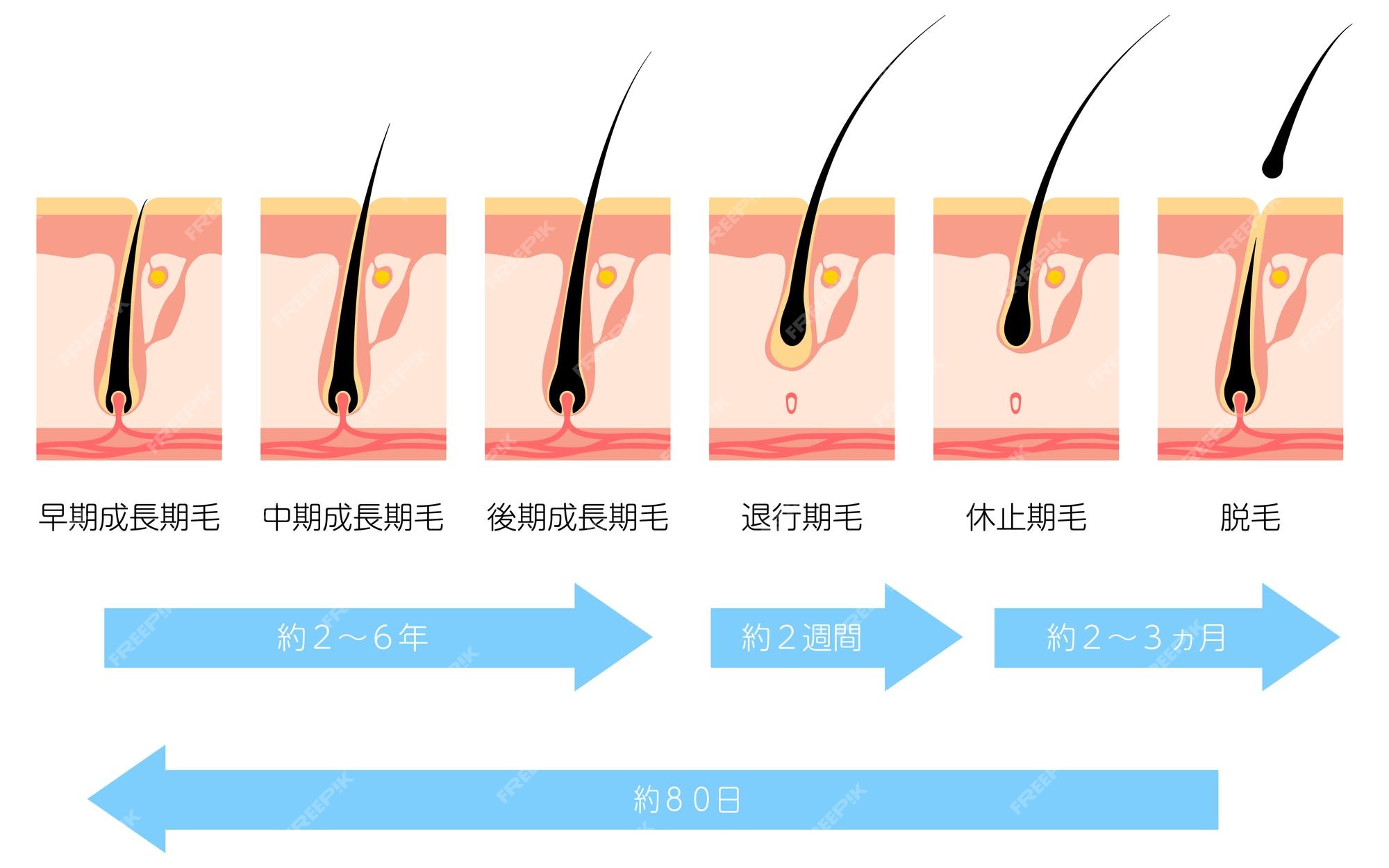 Premium Vector | Illustration of the hair cycle and hair growth cycle translation early growth phase middle growth phase late growth phase regression phase resting phase hair removal Premium Vector | Illustration of the hair cycle and hair growth cycle translation early growth phase middle growth phase late growth phase regression phase resting phase hair removal