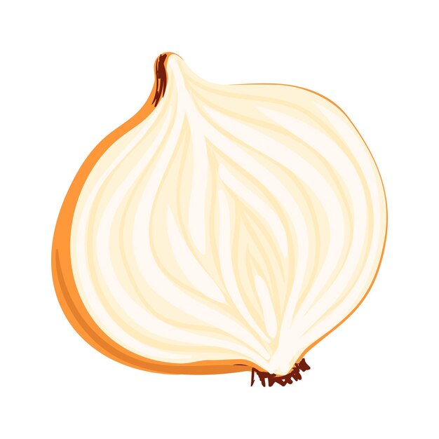 Illustration of half onion