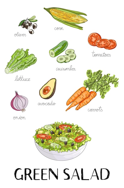 Illustration of hand drawn green salad ingredients