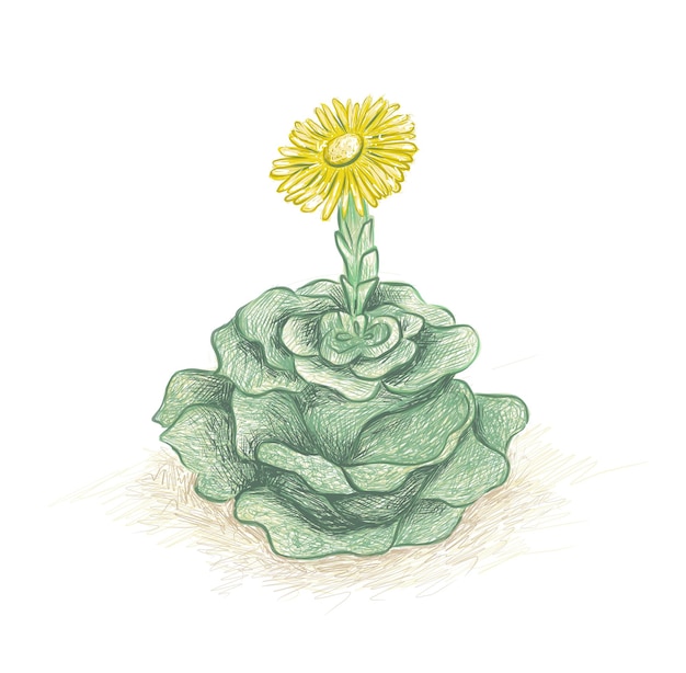 Vector illustration hand drawn sketch of greenovia dodrentalis a succulent plants for garden decoration